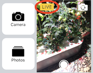 Notification of the Live Photo while taking a photo within the Messages app on iPhone.